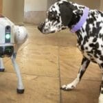ASU College Creates AI Robodog for Rescue and Accessibility