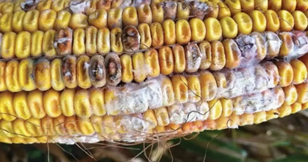 Corn Disease Threat to Crops as Fungal Outbreaks Hit US Midwest