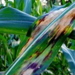 Corn Disease Threat to Crops as Fungal Outbreaks Hit US Midwest
