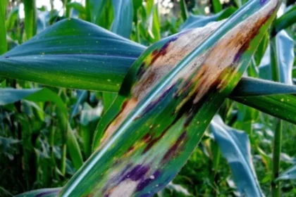 Corn Disease Threat to Crops as Fungal Outbreaks Hit US Midwest