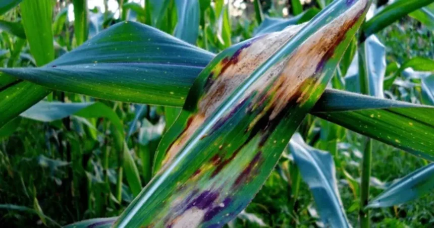 Corn Disease Threat to Crops as Fungal Outbreaks Hit US Midwest