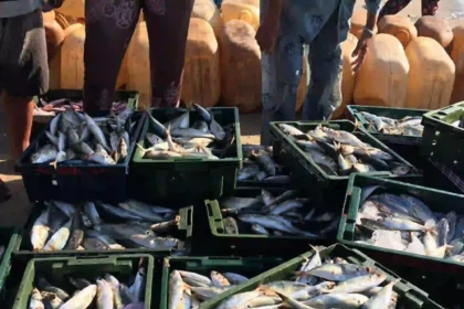WTO Fisheries Subsidies Agreement Takes Effect