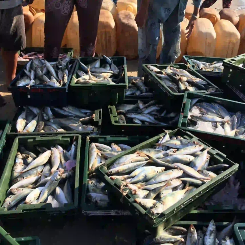 WTO Fisheries Subsidies Agreement Takes Effect
